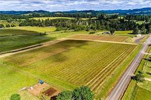 Arial View of Elk VAlley Vineyard - Elkton Oregon Vinticultural.